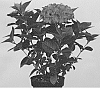Hydrangea%20macrophylla%20%27Hortmagitri%27