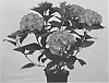 Hydrangea%20macrophylla%20%27Hortmalegretto%27