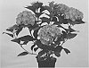 Hydrangea%20macrophylla%20%27Hortmalegretto%27