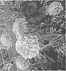 Ranunculus%20asiaticus%20%27ABOGMA%27
