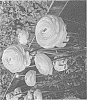 Ranunculus%20asiaticus%20%27ABUMACATLO%27