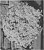 Chrysanthemum%20X%20morifolium%20%27Sundance%20Igloo%27