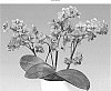Phalaenopsis%20hybrida%20%27Penny%20Love%27
