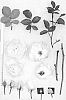Rosa%20hybrida%20%27AUSkindling%27