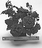 Rosa%20hybrida%20%27WEKvaldaom%27