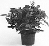 Rosa%20hybrida%20%27QIR%201611%27