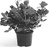 Rosa%20hybrida%20%27QIR%201631%27