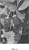 Rubus%20subg.%20Rubus%20Watson.%20%27Galaxy%27