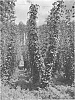 Humulus%20lupulus%20L.%20%27Furano%20K906901060%20Go%27