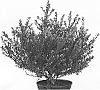 Ilex%20crenata%20%27Glorie%20Dwarf%27