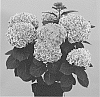 Hydrangea%20macrophylla%20%27Hortmasun%27