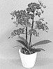 Phalaenopsis%20hybrid%20%27PHALFASWI%27