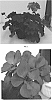 Pelargonium%20interspecific%20%27PEQZ0031%27