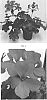 Pelargonium%20interspecific%20%27PEQZ0026%27