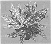 Aglaonema%20hybrida%20%27MUKGEMPREM%27
