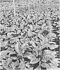 Aglaonema%20hybrida%20%27MUKCALSUP%27