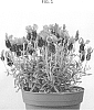 Lavandula%20penduculata%20%27IBPRU41016%27