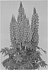 Lupinus%20%27LSTRE04-0%27