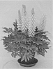 Lupinus%20plant%20named%20%27LSTYE05-0%27