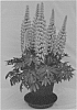 Lupinus%20%27LSDRW03-D%27
