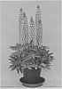 Lupinus%20%27LSDOR04-0%27
