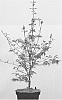 Acer%20palmatum%20%27JWW8%27