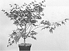 Acer%20palmatum%20%27JWW7%27