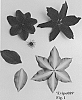 Clematis%20viticella%20%27Evipo089%27