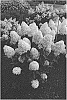 Hydrangea%20paniculata%20%27Bokralims%27