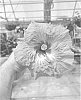 Hibiscus%20rosa-sinensis%20%27DUP-ASP%27