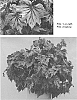 Begonia%20spp.%20%27TNBEGSS%27