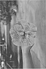 Hibiscus%20rosa-sinensis%20%27DUP-MDL%27