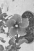 Hibiscus%20rosa-sinensis%20%27DUP-EOD%27