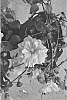 Hibiscus%20rosa-sinensis%20%27DUP-PKF%27