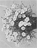 Dianthus%20hybrida%20%27KonD1060K3%27