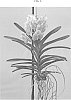 Vanda%20spp.%20Jones%20ex%20R.%20Br.%20%27SPCDW1607%27