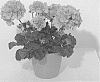Pelargonium%20zonale%20%27KLEPZ16424%27