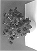 Osteospermum%20ecklonis%20%27SUNOST1704%27