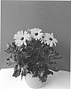 Osteospermum%20ecklonis%20%27SUNOST1701%27
