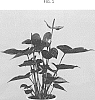 Anthurium%20andraeanum%20Linden%20ex%20Andre%20%27ARAANTBRO1%27