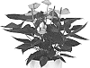Anthurium%20andraeanum%20L.%20%27ANTHFAXI%27