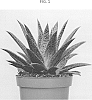 Gasteraloe%20hybrid%20Guillaumin.%20%27OVROCKS05%27