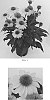 Echinacea%20x%20hybrida%20%27Balsomold%27