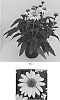 Echinacea%20x%20hybrida%20%27Balsomemyim%27