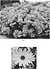 Helianthus%20salicifolius%20%27Autumn%20Gold%27