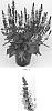 Salvia%20nemorosa%20%27Rose%20Marvel%27