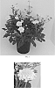 Scabiosa%20columbaria%20%27Balflutturite%27