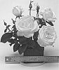 Rosa%20hybrida%20%27WEKmereadoit%27
