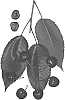 Prunus%20avium%20%27Royal%20Fran%27
