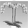 Phalaenopsis%20hybrida%20%27Sweet%20Day%27